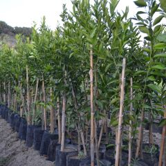 TÜPLÜ AŞILI KLEMANTİN KOKULU KİNG MANDALİNA YAŞ 1-2 BOY 90-110CM SOĞUKLARA DAYANIKLI