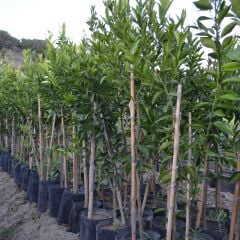 TÜPLÜ AŞILI KLEMANTİN KOKULU KİNG MANDALİNA YAŞ 1-2 BOY 90-110CM SOĞUKLARA DAYANIKLI