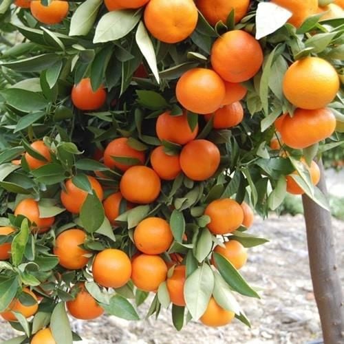 TÜPLÜ AŞILI W.MURCOTT MANDALİNA YAŞ 1-2 BOY 90-110CM