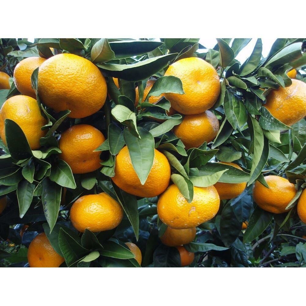 TÜPLÜ AŞILI ERKENCİ OKİTSU YAŞ 1-2 BOY 90-110CM SOĞUKLARA DAYANIKLI