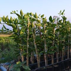 TÜPLÜ AŞILI ERKENCİ OKİTSU YAŞ 1-2 BOY 90-110CM SOĞUKLARA DAYANIKLI