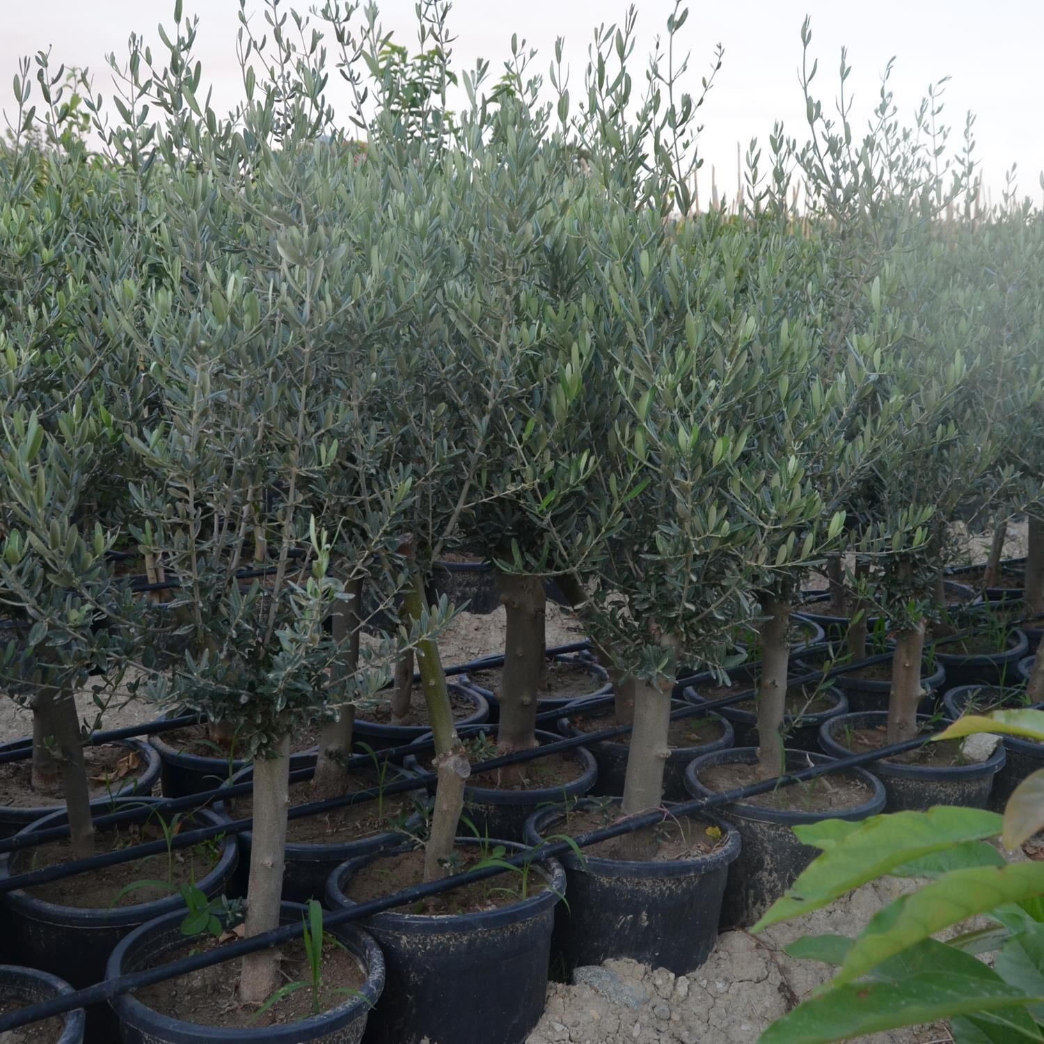 SAKSIDA YARI BODUR 7-10 KUTUR GEMLİK ZEYTİN FİDANI 4-5 YAŞ 50-70 CM BOY