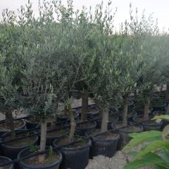 SAKSIDA YARI BODUR 7-10 KUTUR GEMLİK ZEYTİN FİDANI 4-5 YAŞ 50-70 CM BOY