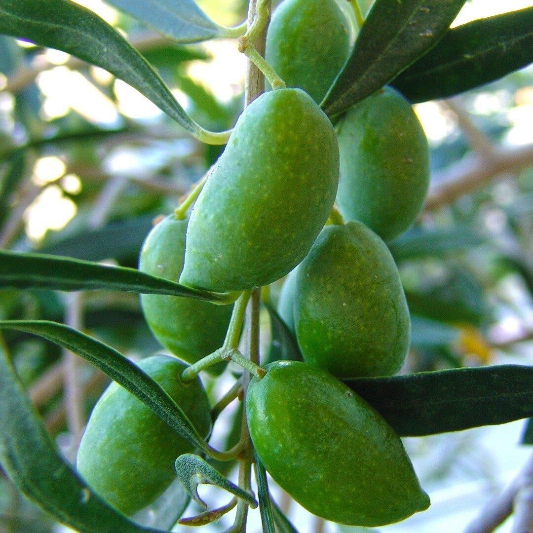 TÜPLÜ 3 YAŞ GEMLİK FİDANI