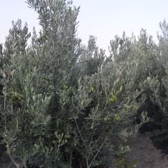 TÜPLÜ 3 YAŞ GEMLİK FİDANI