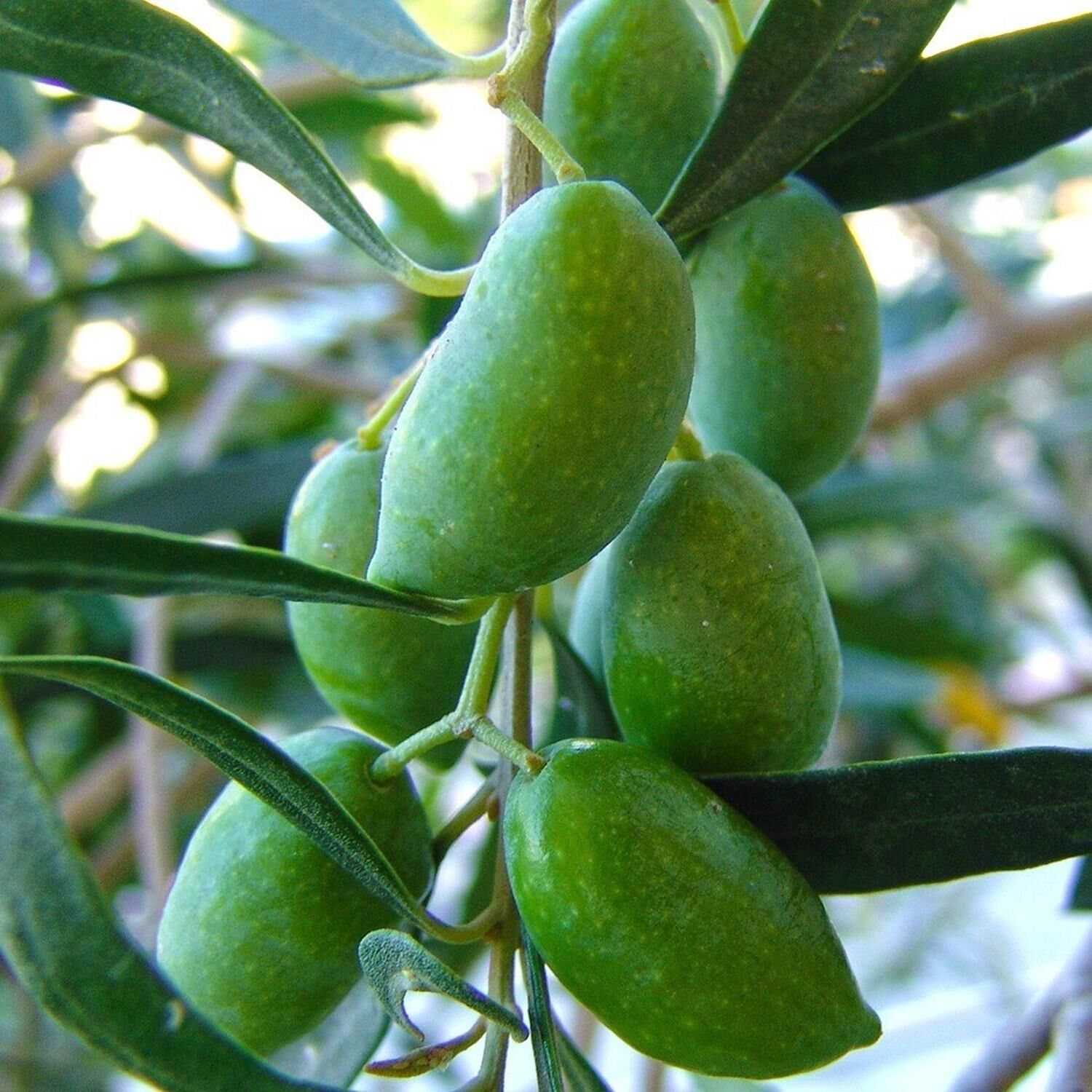 TÜPLÜ 3 YAŞ BODUR GEMLİK ZEYTİN FİDANI