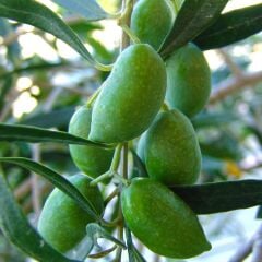 TÜPLÜ 3 YAŞ BODUR GEMLİK ZEYTİN FİDANI