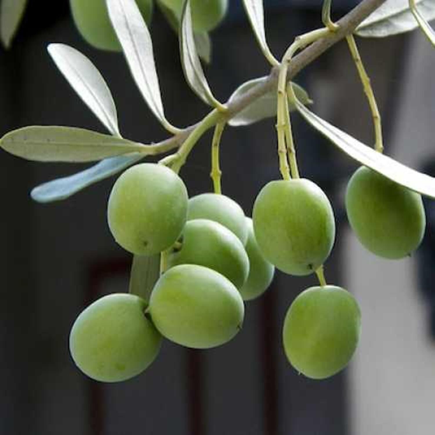 TÜPLÜ HALHALI ZEYTİN FİDANI YAŞ 1-2 BOY 60-80CM