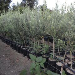 TÜPLÜ GEMLİK ZEYTİN FİDANI 2 YAŞ