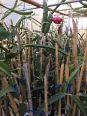 TÜPLÜ 2 YAŞ KIRMIZI PİTAYA EJDER MEYVESİ(Meyve vermeye hazır)110-130CM