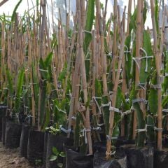 2 ADET TÜPLÜ 1 YAŞ 70-90 CM KIRMIZI PİTAYA EJDER MEYVESİ