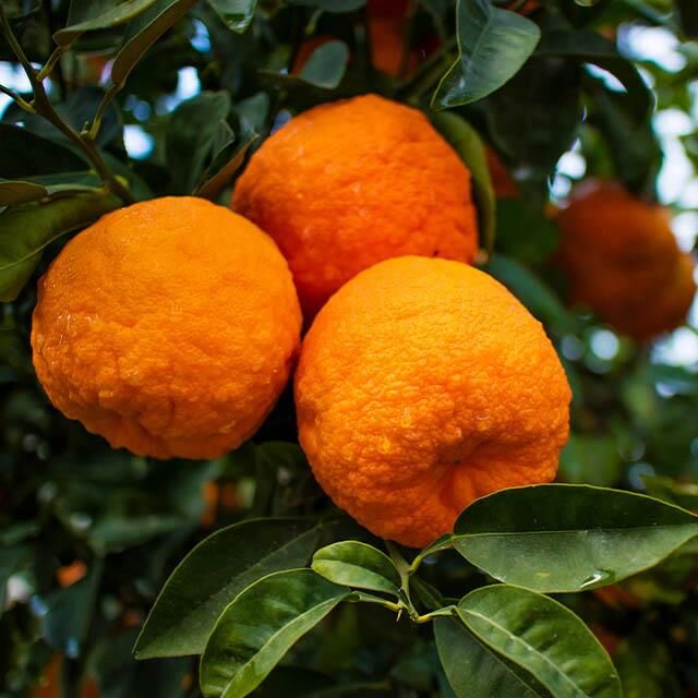 TÜPLÜ 2 YAŞ TURUNÇ ANAÇ(Aşılanabilir veya Reçellik Turunç meyvesi alınabilir)