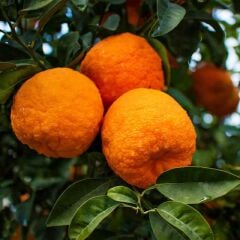 TÜPLÜ 2 YAŞ TURUNÇ ANAÇ(Aşılanabilir veya Reçellik Turunç meyvesi alınabilir)