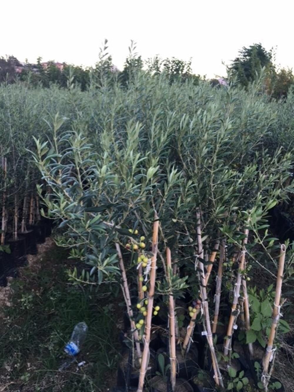 TÜPLÜ ARBEQUİNA BODUR İSPANYOL  ZEYTİN FİDANI 2 YAŞ(MEYVE VERME DURUMUNDA)