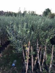 TÜPLÜ ARBEQUİNA BODUR İSPANYOL  ZEYTİN FİDANI 2 YAŞ(MEYVE VERME DURUMUNDA)