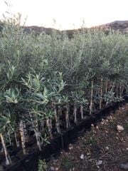 TÜPLÜ ARBEQUİNA BODUR İSPANYOL  ZEYTİN FİDANI 2 YAŞ(MEYVE VERME DURUMUNDA)