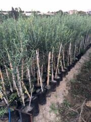 TÜPLÜ ARBEQUİNA BODUR İSPANYOL  ZEYTİN FİDANI 2 YAŞ(MEYVE VERME DURUMUNDA)