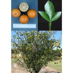 3 YAPRAK CARRİZO TURUNÇ ANACI (SOĞUKLARA DAYANIKLI)