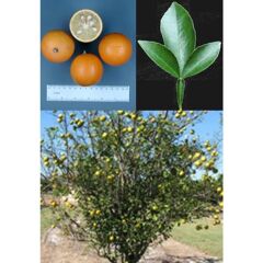 3 YAPRAK CARRİZO TURUNÇ ANACI (SOĞUKLARA DAYANIKLI)