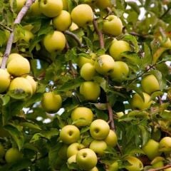 TÜPLÜ AŞILI GOLDEN ELMA FİDANI