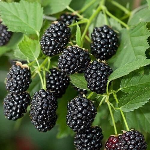 TÜPLÜ JUMBO BÖĞÜRTLEN FİDANI 1 YAŞ - İRİ MEYVELİ