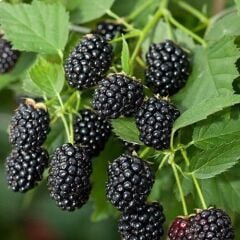 TÜPLÜ JUMBO BÖĞÜRTLEN FİDANI 1 YAŞ - İRİ MEYVELİ