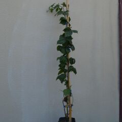 TÜPLÜ JUMBO BÖĞÜRTLEN FİDANI 1 YAŞ - İRİ MEYVELİ