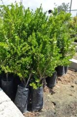 TÜPLÜ AŞILI 3 YAŞ İRİ BEYAZ MURT(HAMBELES)