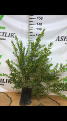 TÜPLÜ MURT( BEYAZ HAMBELES)