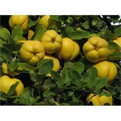 TÜPLÜ AŞILI EKMEK AYVA FİDANI