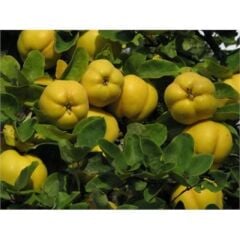 TÜPLÜ AŞILI EKMEK AYVA FİDANI