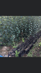 TÜPLÜ AŞILI EKMEK AYVA FİDANI