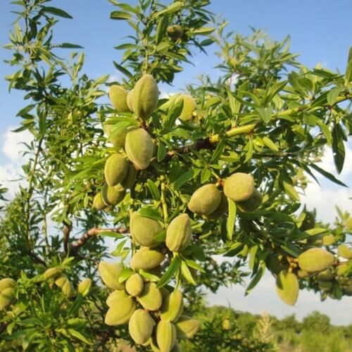 TÜPLÜ KENDİNDEN VERİMLİ BERTİNA BADEM FİDANI YAŞ 2 BOY 80-100CM