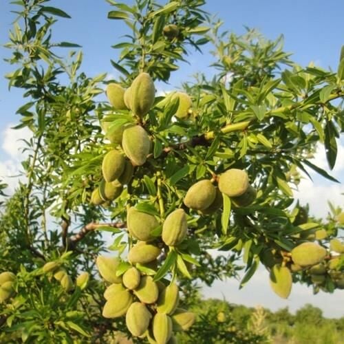 TÜPLÜ KENDİNDEN VERİMLİ BERTİNA BADEM FİDANI YAŞ 2 BOY 80-100CM