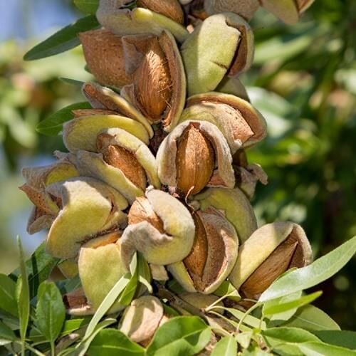 TÜPLÜ EL BADEMİ NONPARİEL BADEM FİDANI YAŞ 2 BOY 80-100CM