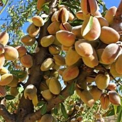 TÜPLÜ FERRADUEL BADEM FİDANI YAŞ 2 BOY 80-100CM