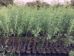 TÜPLÜ FERRADUEL BADEM FİDANI YAŞ 2 BOY 80-100CM