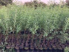 TÜPLÜ FERRAGNES BADEM FİDANI YAŞ 2 BOY 80-100CM