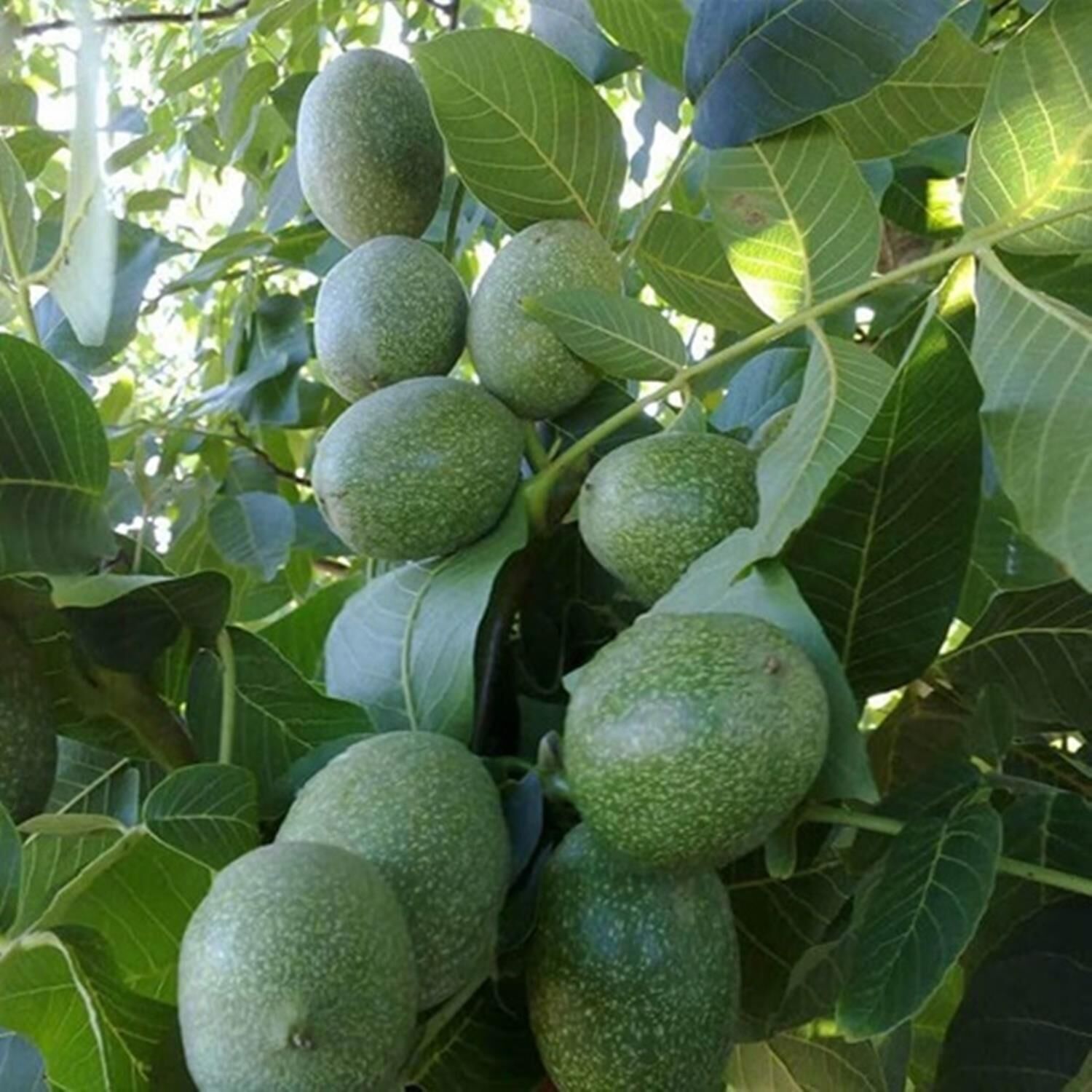 TÜPLÜ AŞILI CHANDLER CEVİZ FİDANI 2 YAŞ - 90-110 CM BOY