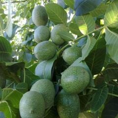 TÜPLÜ AŞILI CHANDLER CEVİZ FİDANI 2 YAŞ - 90-110 CM BOY