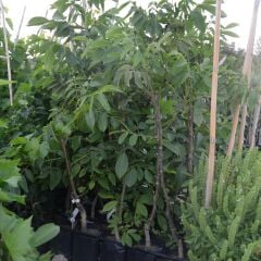 TÜPLÜ AŞILI CHANDLER CEVİZ FİDANI 2 YAŞ - 90-110 CM BOY