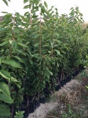 TÜPLÜ 0900 ZIRAAT NAPOLYON KİRAZ FİDANI BOY 90-110CM YAŞ 2