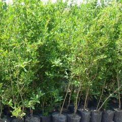 TÜPLÜ HİCAZ NAR FİDAN100-120 CM