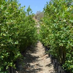 TÜPLÜ KATIRBAŞI NAR FİDANI100-120 CM