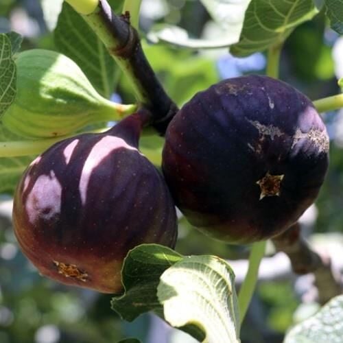 TÜPLÜ BURSA SİYAHI(DÜRDANE) İNCİR FİDANI