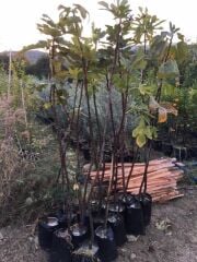 TÜPLÜ BURSA SİYAHI(DÜRDANE) İNCİR FİDANI