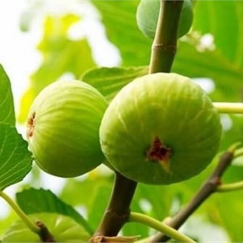 TÜPLÜ BEYAZ LOP İNCİR 120-150 CM