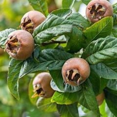 TÜPLÜ AŞILI MUŞMULA FİDANI 3 YAŞ - 90-110 CM BOY