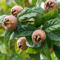 TÜPLÜ AŞILI MUŞMULA FİDANI 3 YAŞ - 90-110 CM BOY