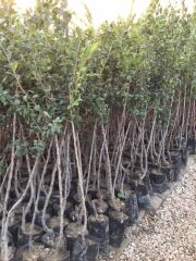 TÜPLÜ AŞILI MUŞMULA FİDANI 3 YAŞ - 90-110 CM BOY